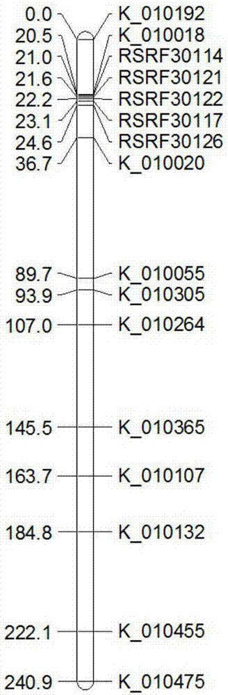 Rice fertility recovery gene auxiliary breeding molecular marker and application thereof