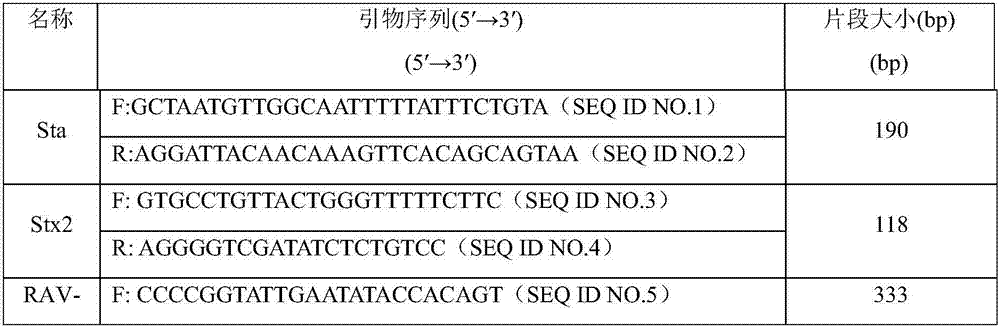 Breeding method of new disease-resistance large white pig strain