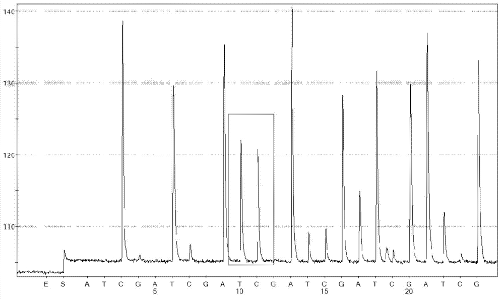 C829T single nucleotide polymorphism assay kit of DHFR