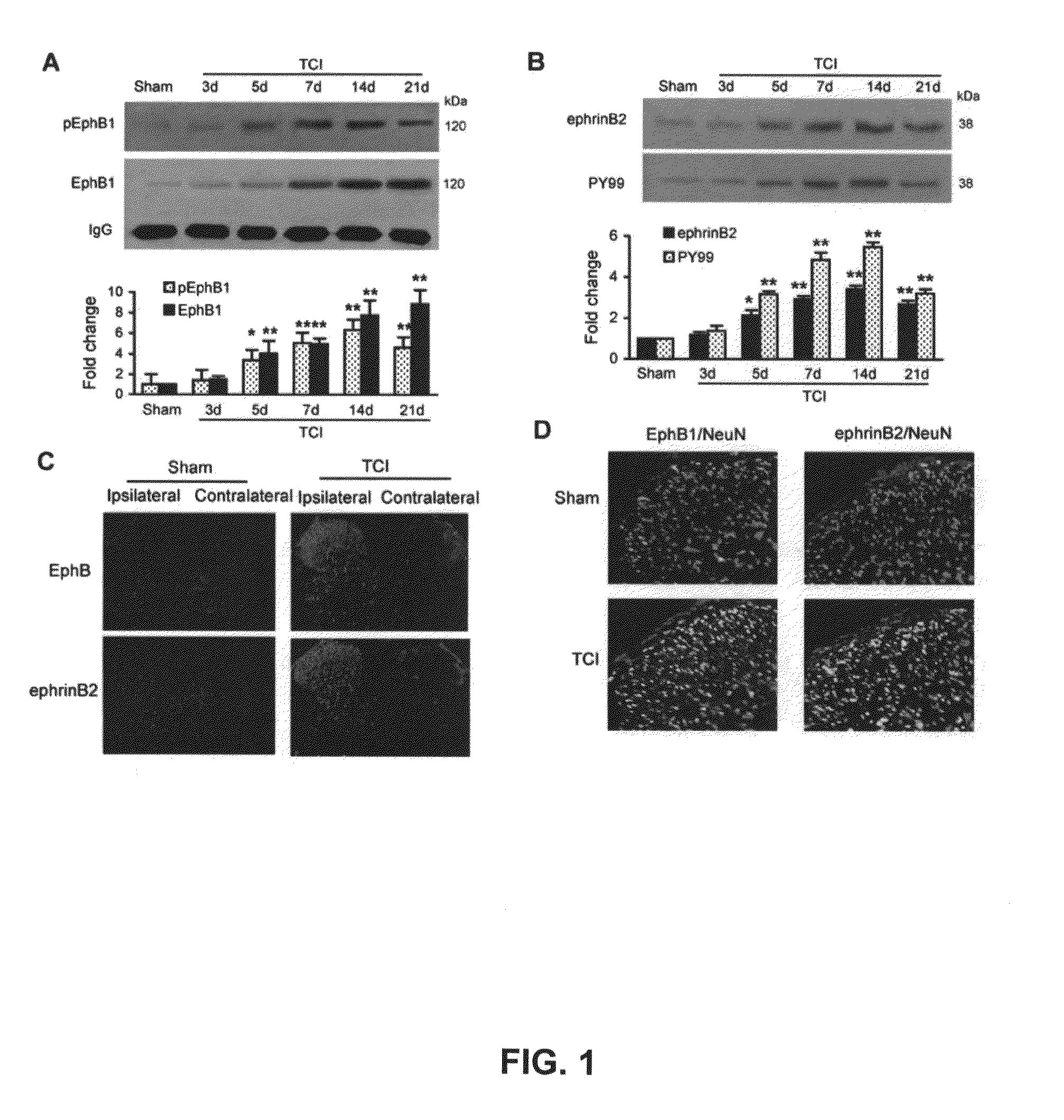 Method for treating cancer pain and/or rescuing analgesic effect of morphine treatment of cancer pain