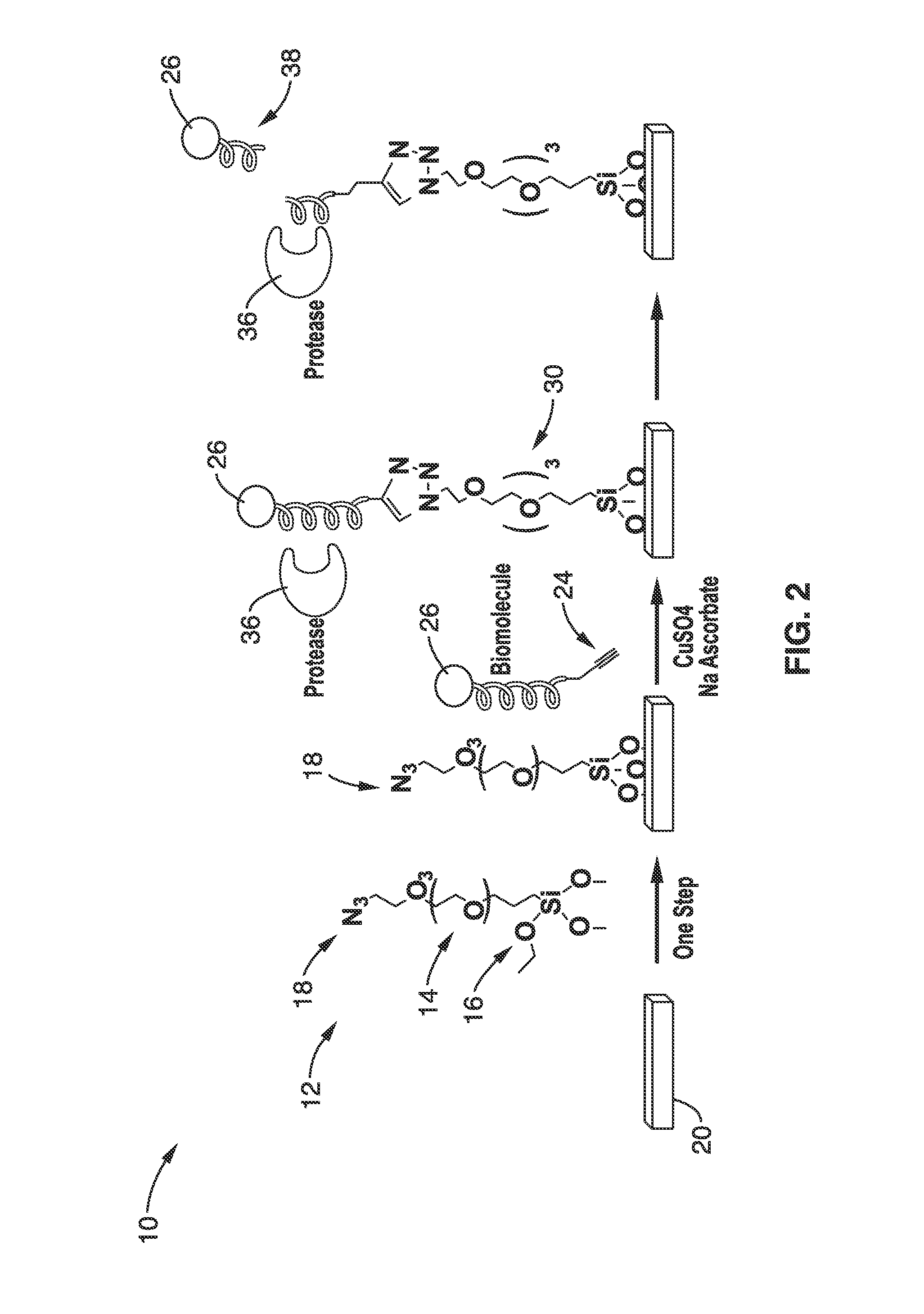 Bioconjugation using bifunctional linkers