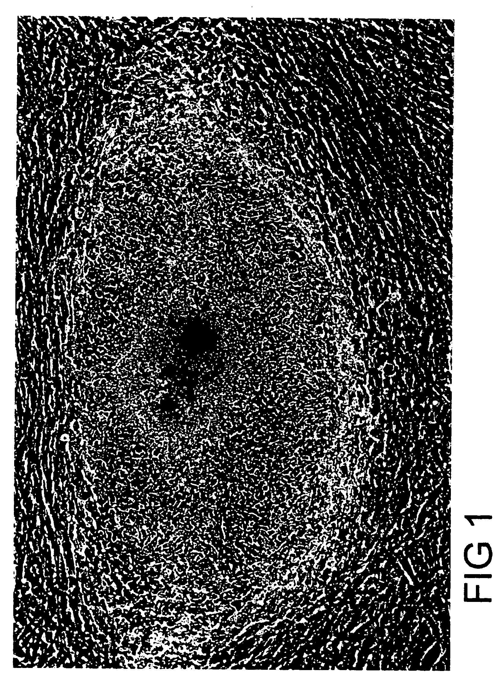 Embryonic stem cells