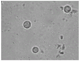 A kind of biocontrol trichoderma f18 and its preparation method and application