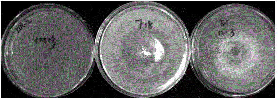 A kind of biocontrol trichoderma f18 and its preparation method and application