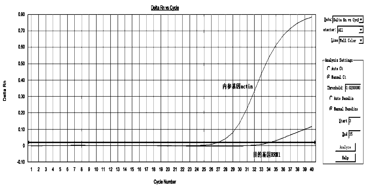 Method, kit, primer and probe for detecting relative expression quantity of RRM1 (ribonucleotide reductase M1) mRNA (messenger ribonucleic acid)