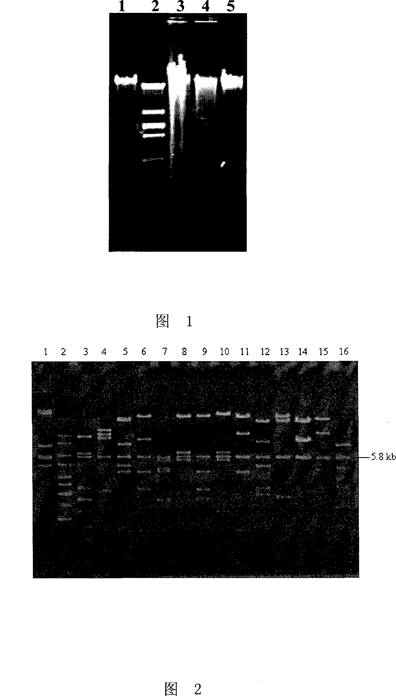 Endoglucanase as well as encoding gene and use thereof