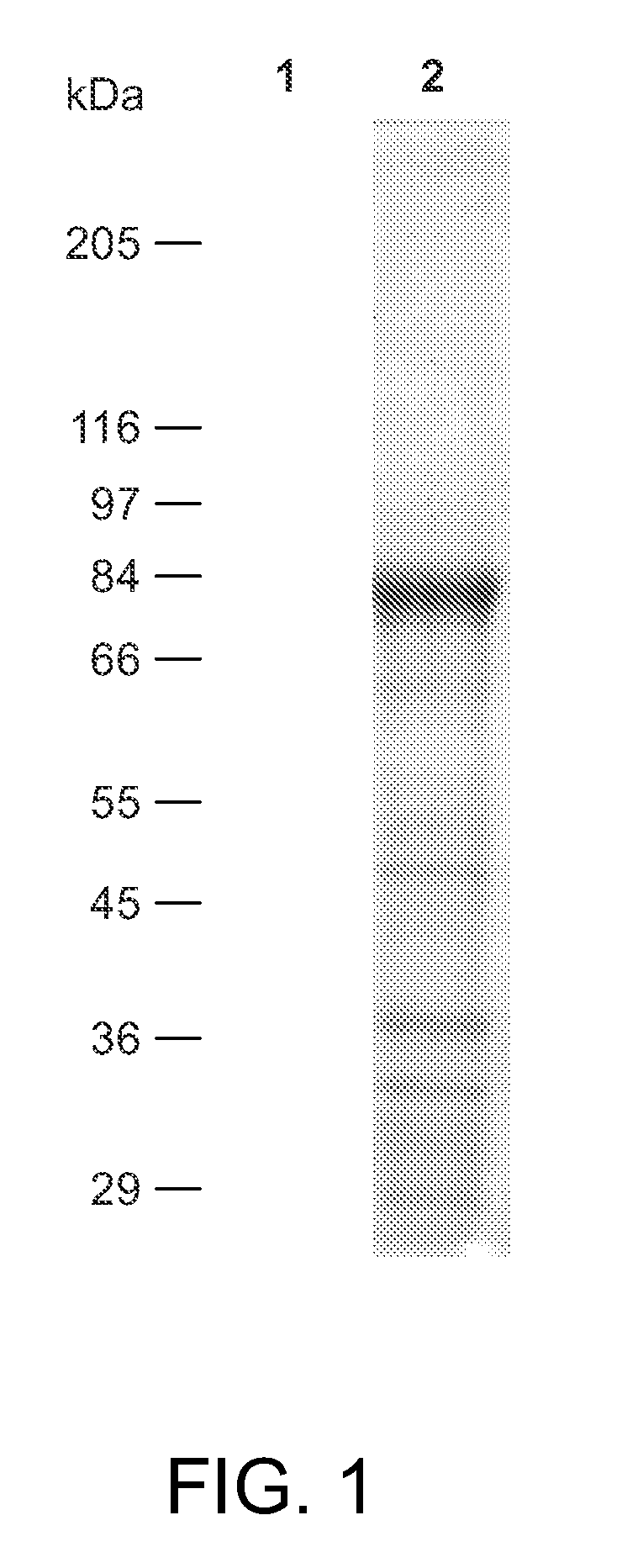 Moenomycin analogs, methods of synthesis, and uses thereof