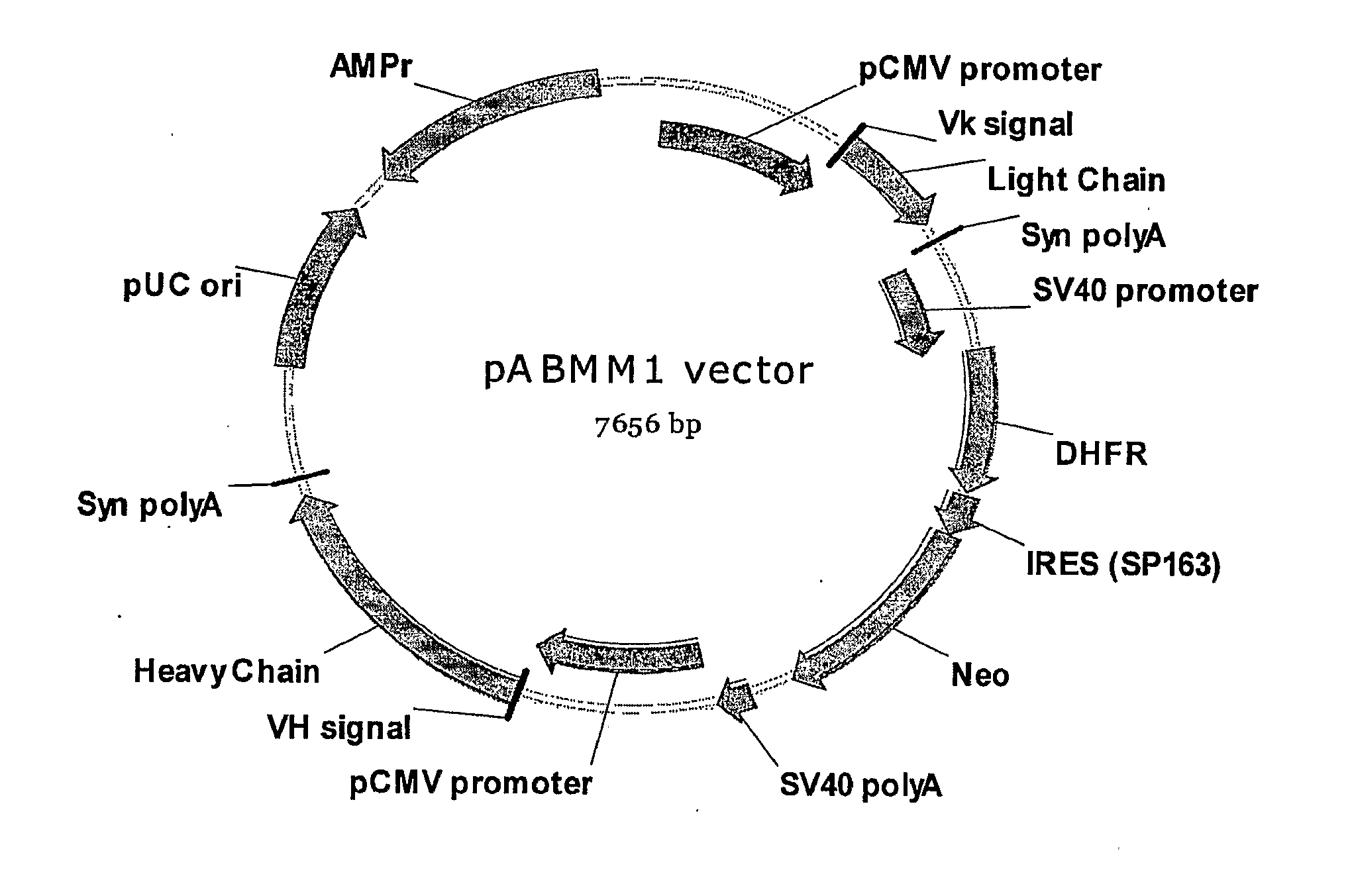 Method for Producing Stable Mammalian Cell Lines Producing High Levels of Recombinant Proteins