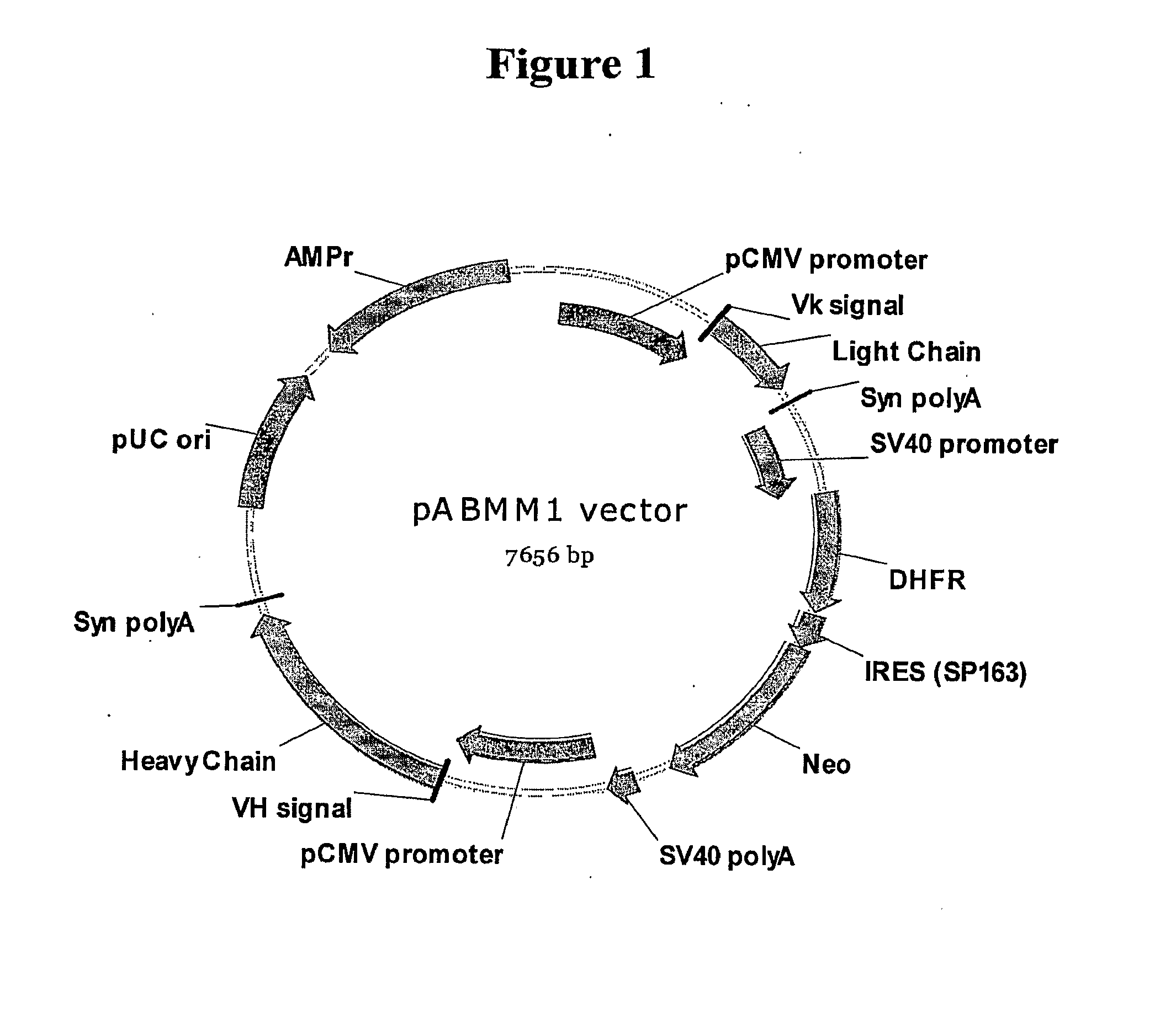 Method for Producing Stable Mammalian Cell Lines Producing High Levels of Recombinant Proteins