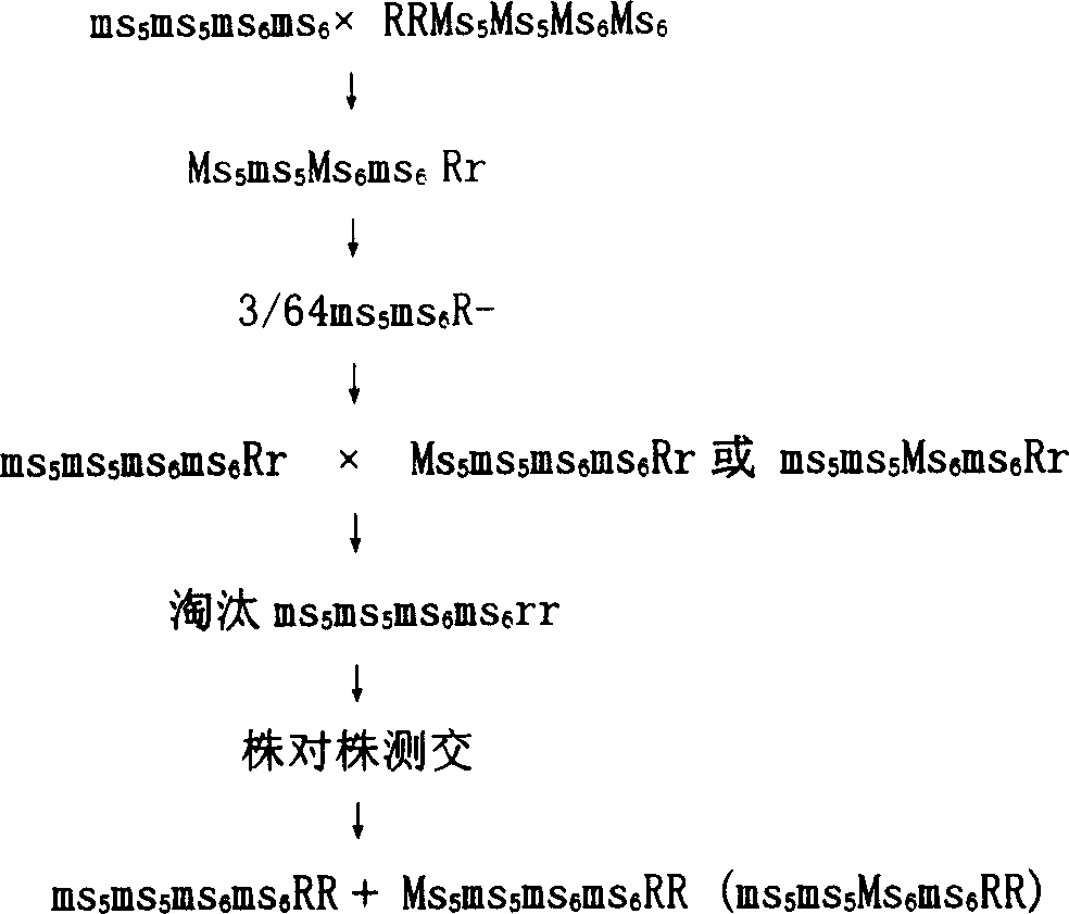 Cotton hybrid seed preparation method utilizing insect pollination