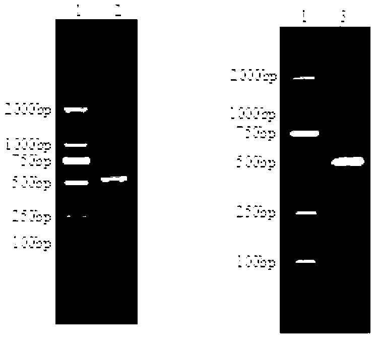 Human rotavirus P[8]deltaVP8*-P[6]deltaVP8* recombinant chimeric protein and application thereof