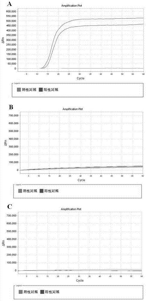 Primer, kit and method for isothermal amplification detection of chestnut allergen