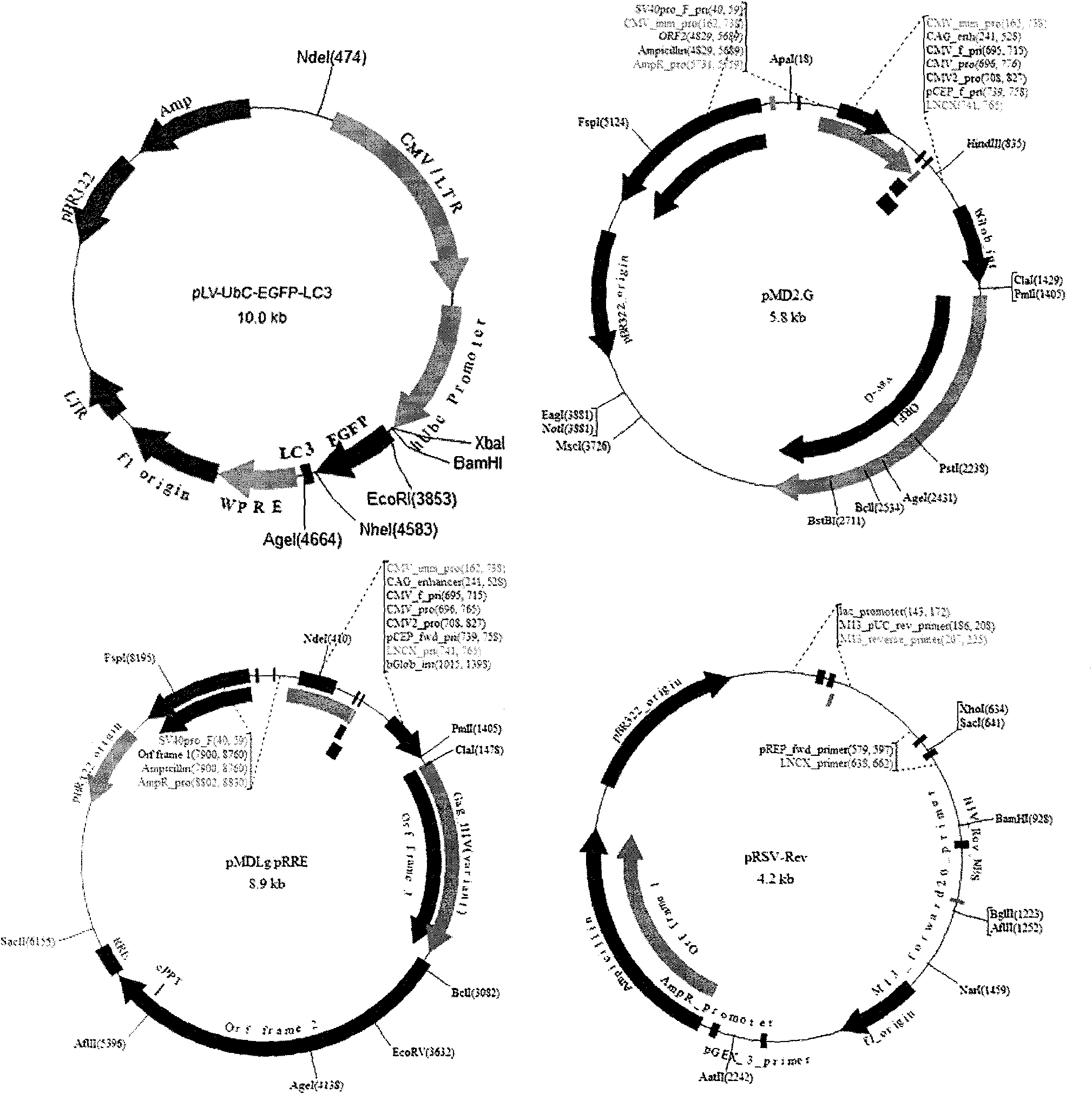 Expression vector for stably indicating cell autophagy activities, establishing method and application method thereof