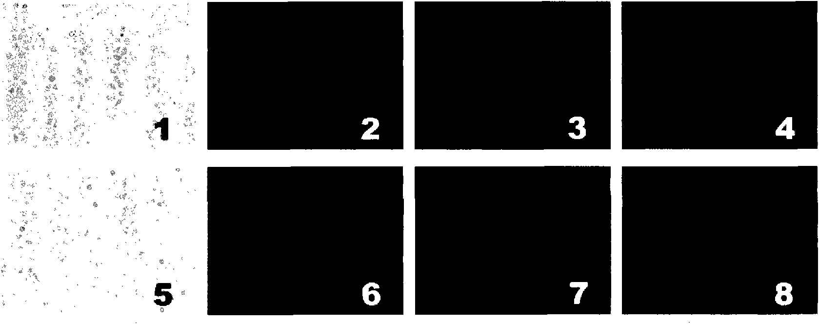 Expression vector for stably indicating cell autophagy activities, establishing method and application method thereof