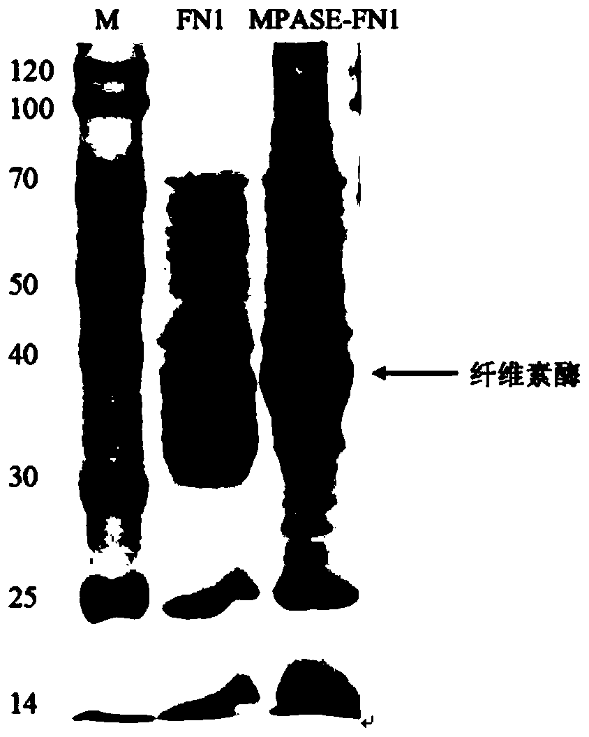 A kind of Trichoderma reesei strain producing cellulase and application thereof