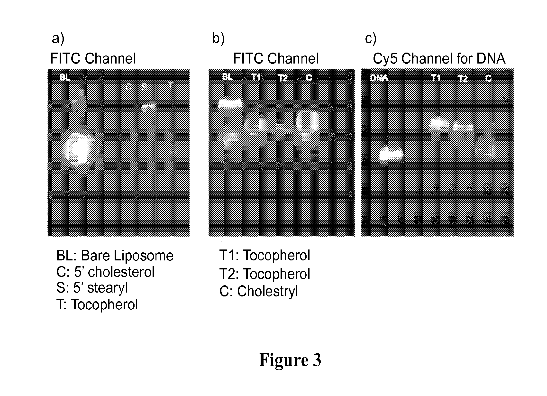 Liposomal particles, methods of making same and uses thereof