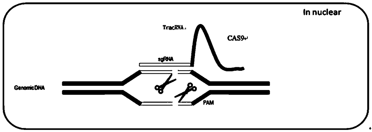 Dead SaCas9-Fok1 system, as well as construction method and application thereof