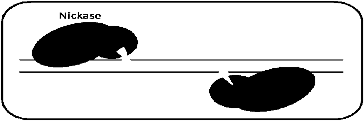 Dead SaCas9-Fok1 system, as well as construction method and application thereof