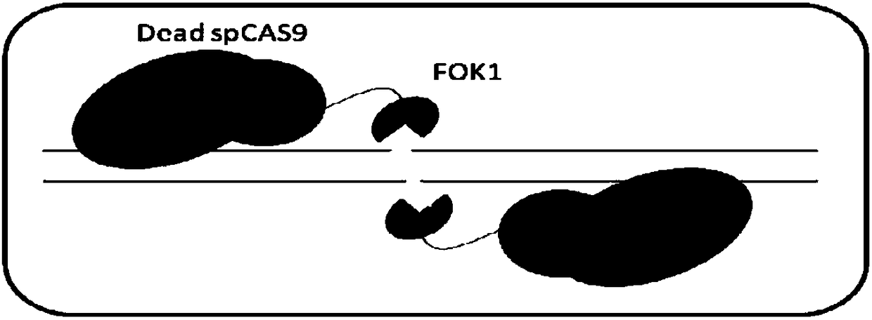 Dead SaCas9-Fok1 system, as well as construction method and application thereof