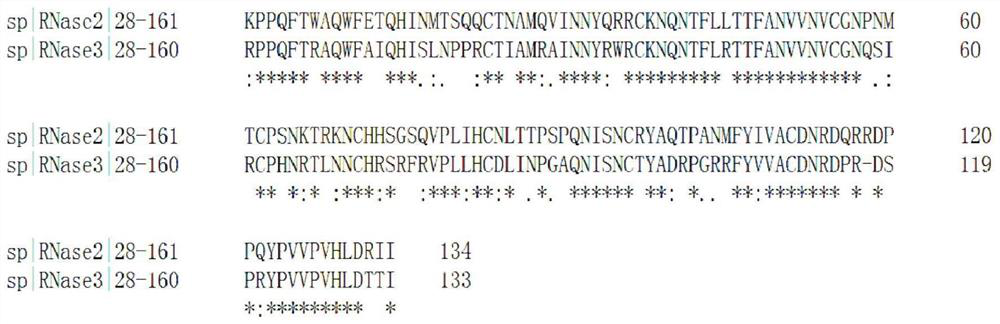 Application of macromolecular protein in anti-RNA virus disinfectant