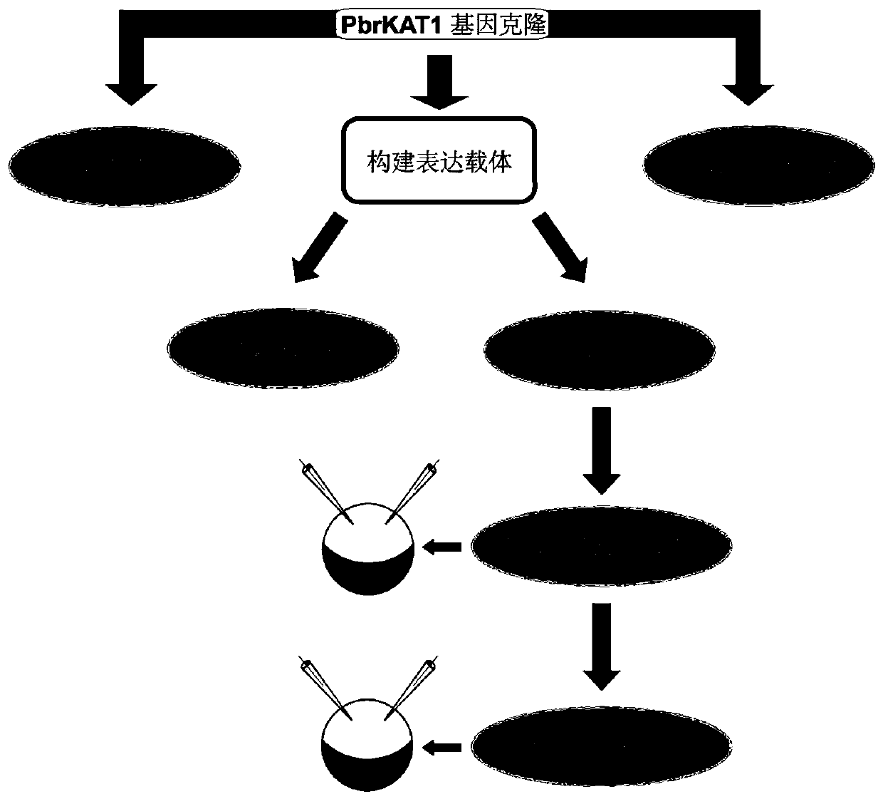 Pear guard cell potassium ion absorption channel gene PbrKAT1 and application thereof