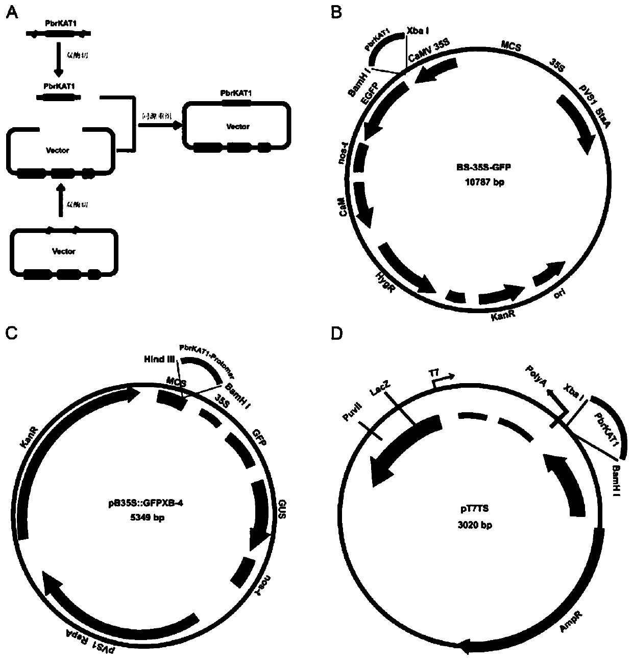 Pear guard cell potassium ion absorption channel gene PbrKAT1 and application thereof