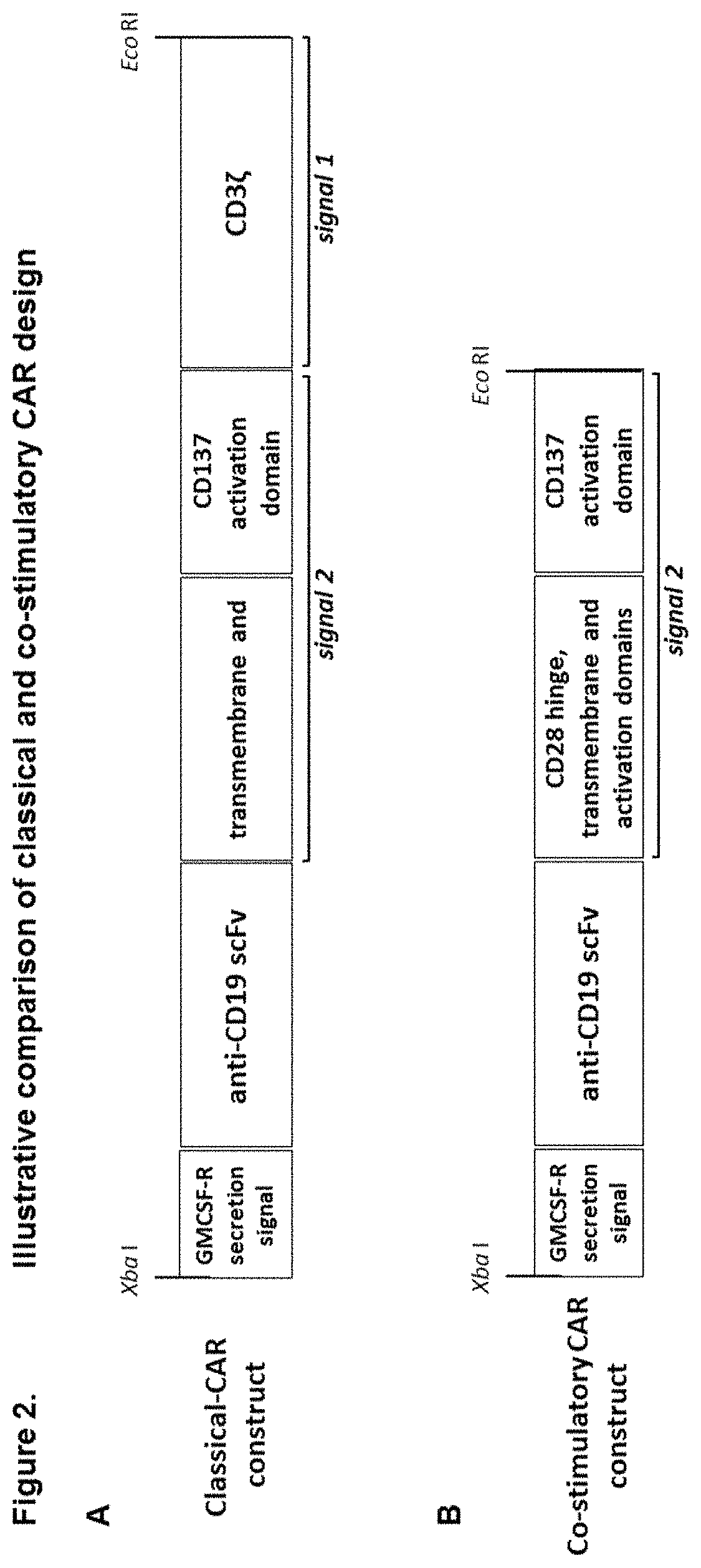 Modified gamma delta T cells and uses thereof