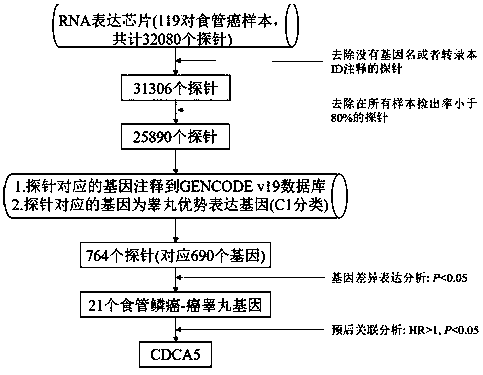 Cancer/testis antigen CDCA5 as esophageal squamous cell carcinoma prognostic marker and esophageal squamous cell carcinoma prognostic marker therapeutic target