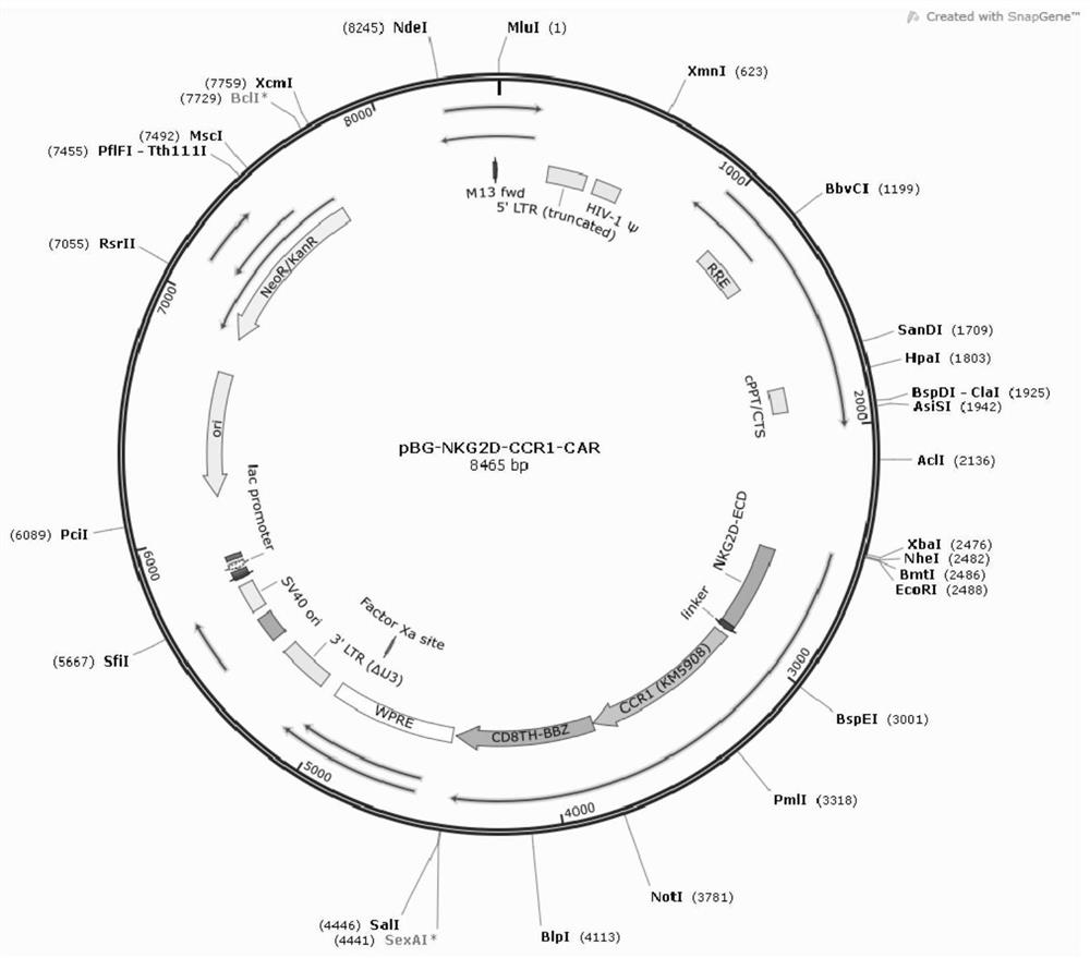 Chimeric antigen receptors targeting Ccr1 and Nkg2d ligands and their applications