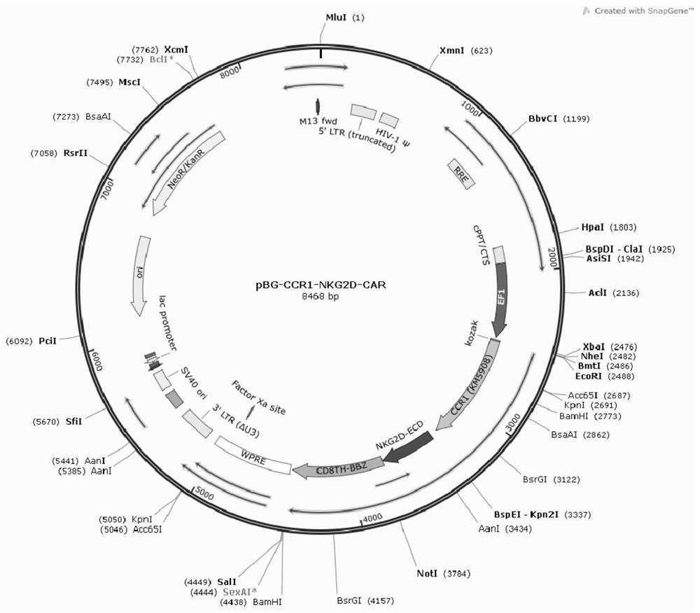 Chimeric antigen receptors targeting Ccr1 and Nkg2d ligands and their applications