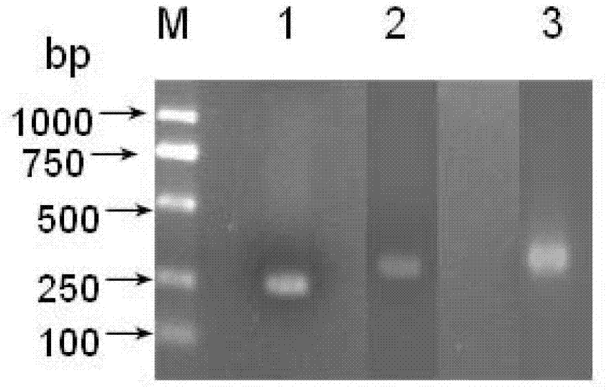 Application of two dsRNAs (double-stranded ribonucleic acids) and combination thereof in controlling aphid damage