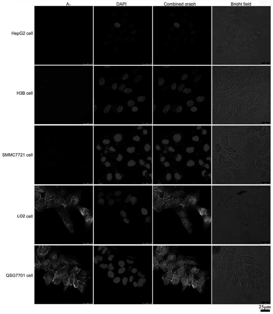 Fluorescent compound and its preparation method, and its application in cross-validation localization of liver tumor lesion tissue
