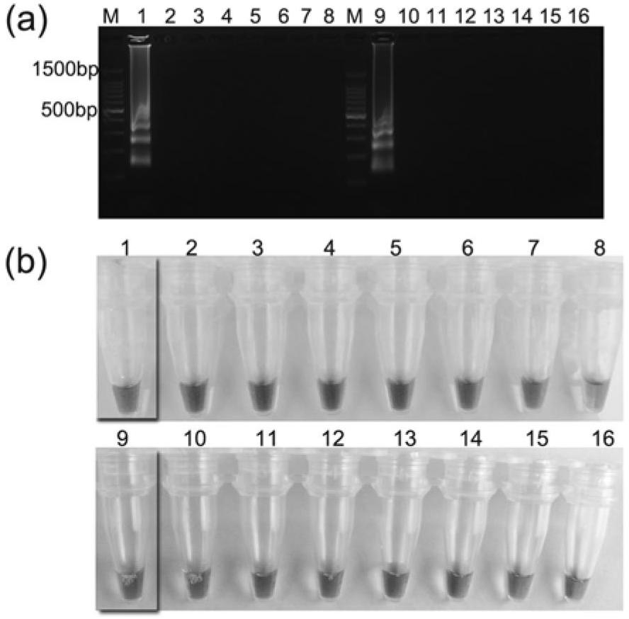 Loop-mediated isothermal amplification (LAMP) primer composition for detecting phytophthora rot and application thereof