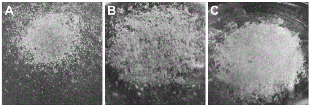 Method for bletilla striata seedling production based on liquid medium