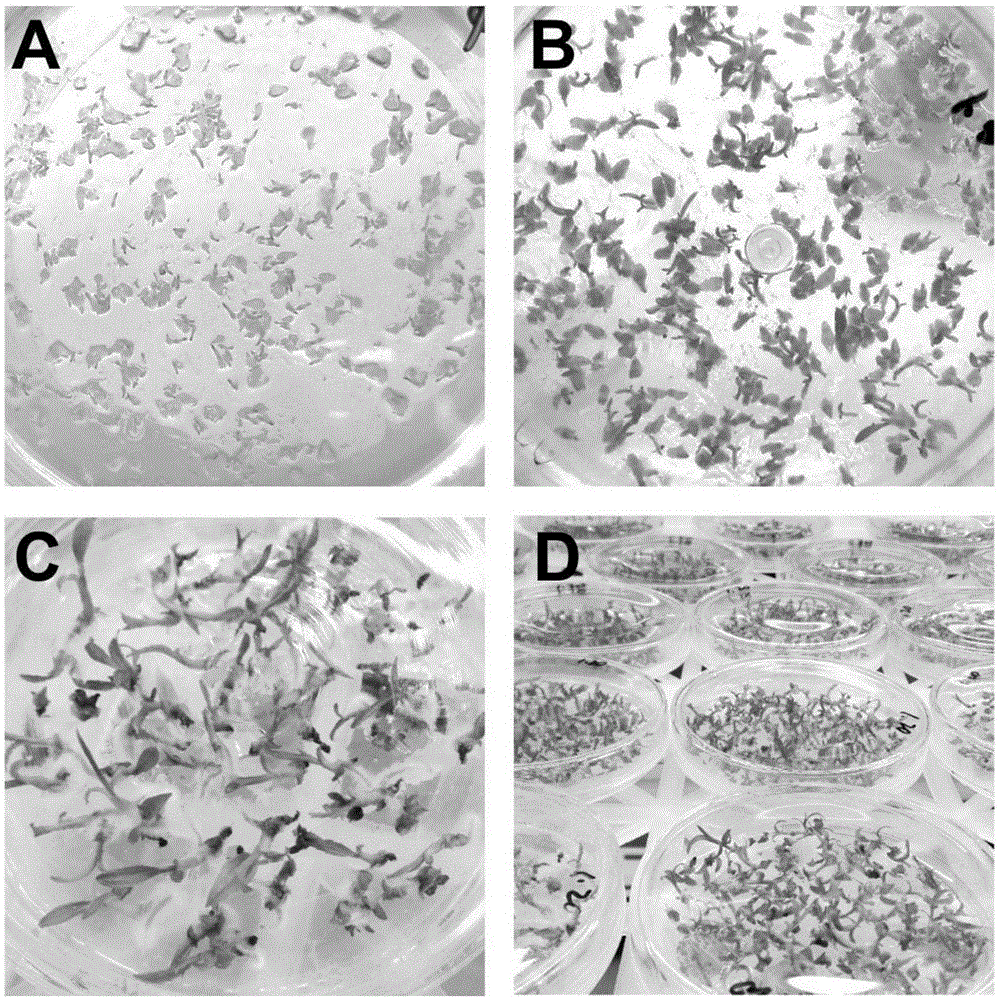 Method for bletilla striata seedling production based on liquid medium