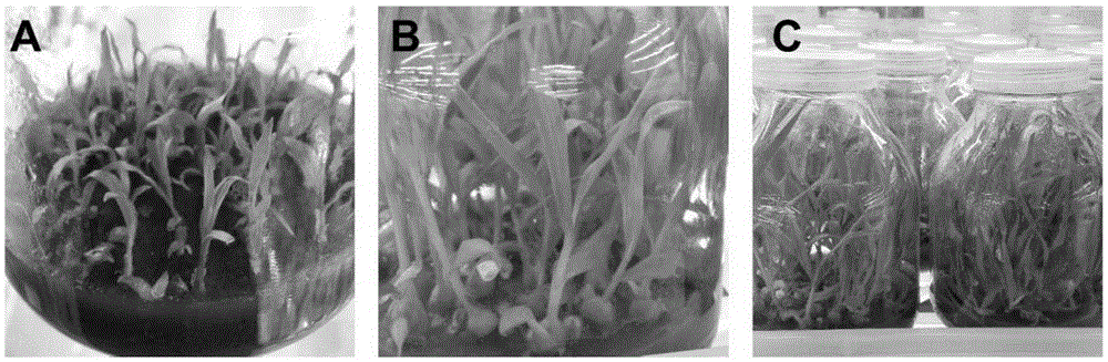 Method for bletilla striata seedling production based on liquid medium