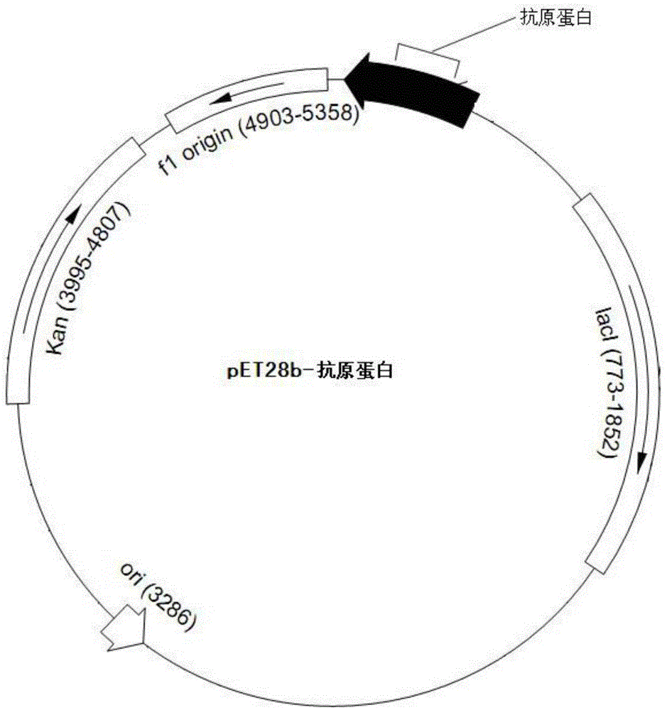 Specific antigen protein for diagnosing tuberculosis and application thereof in preparing diagnosis kit