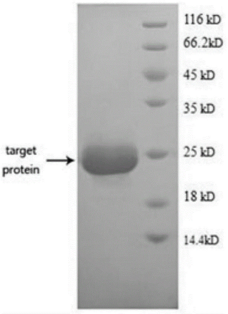 Specific antigen protein for diagnosing tuberculosis and application thereof in preparing diagnosis kit