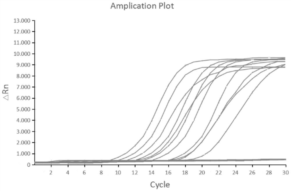 Primer pair, amplification reagent, kit and detection method for detecting infectious hypodermal and hematopoietic necrosis virus (IHHNV) of prawns and application