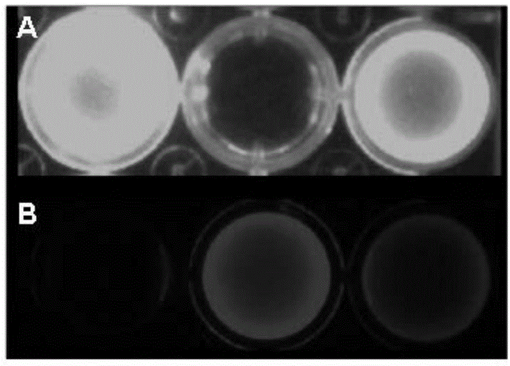 Fluorescent probe targeting MUC1 for in-vivo ovarian cancer tissue and preparation method of fluorescent probe