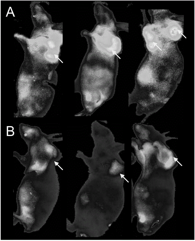 Fluorescent probe targeting MUC1 for in-vivo ovarian cancer tissue and preparation method of fluorescent probe