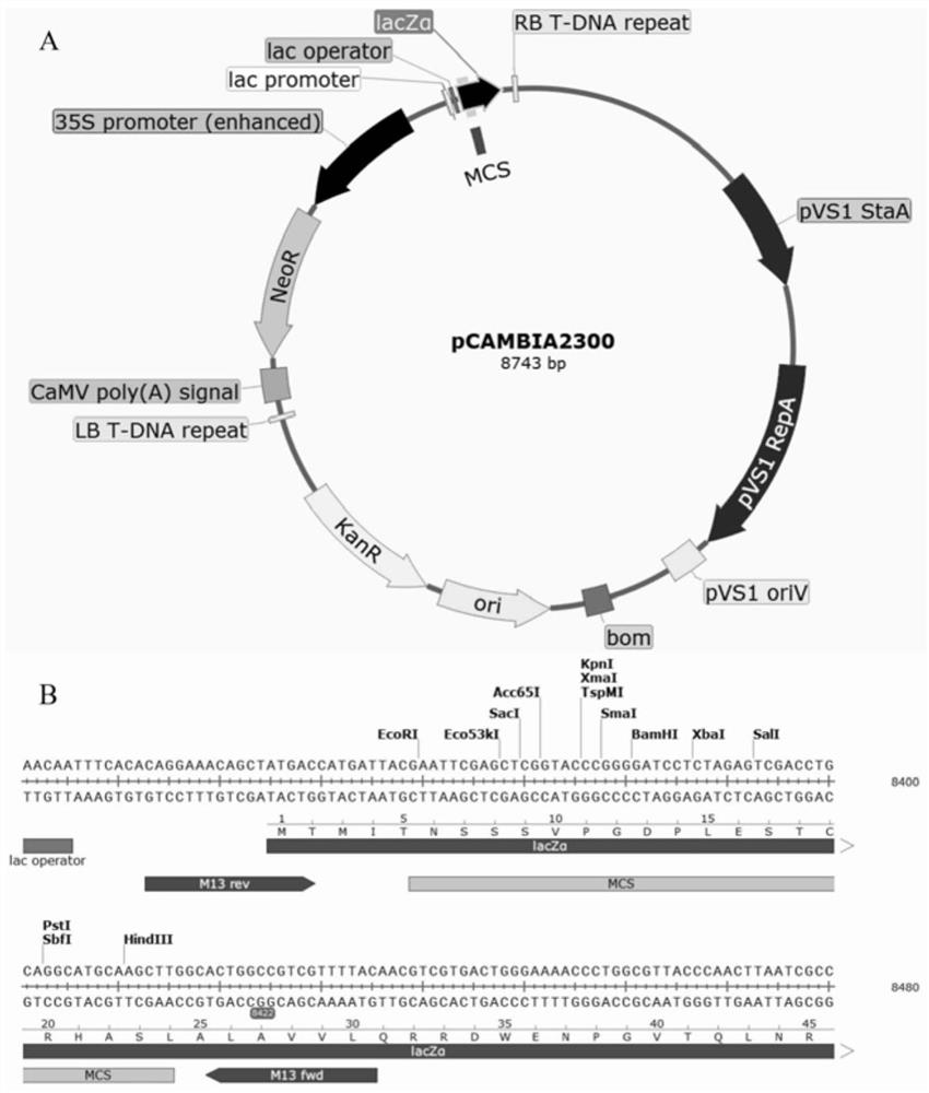 GhA0749 and GhD0744 transcription factors of upland cotton and application thereof in flowering regulation