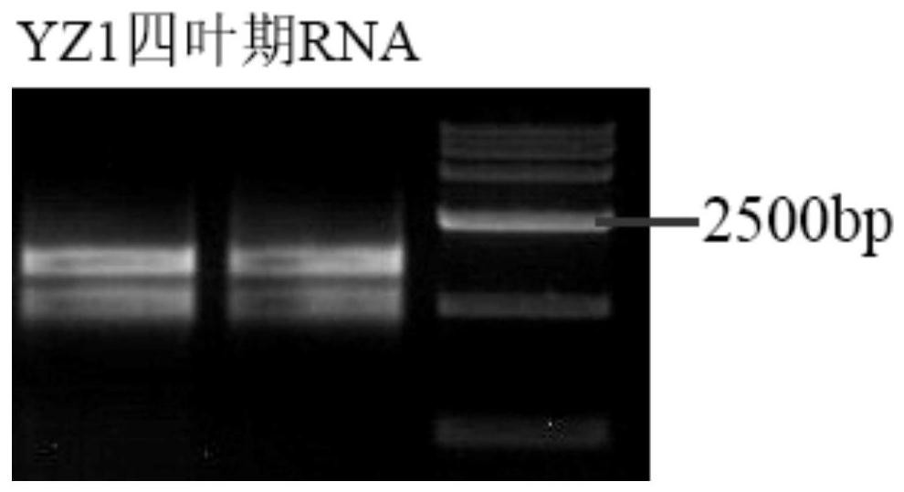 GhA0749 and GhD0744 transcription factors of upland cotton and application thereof in flowering regulation