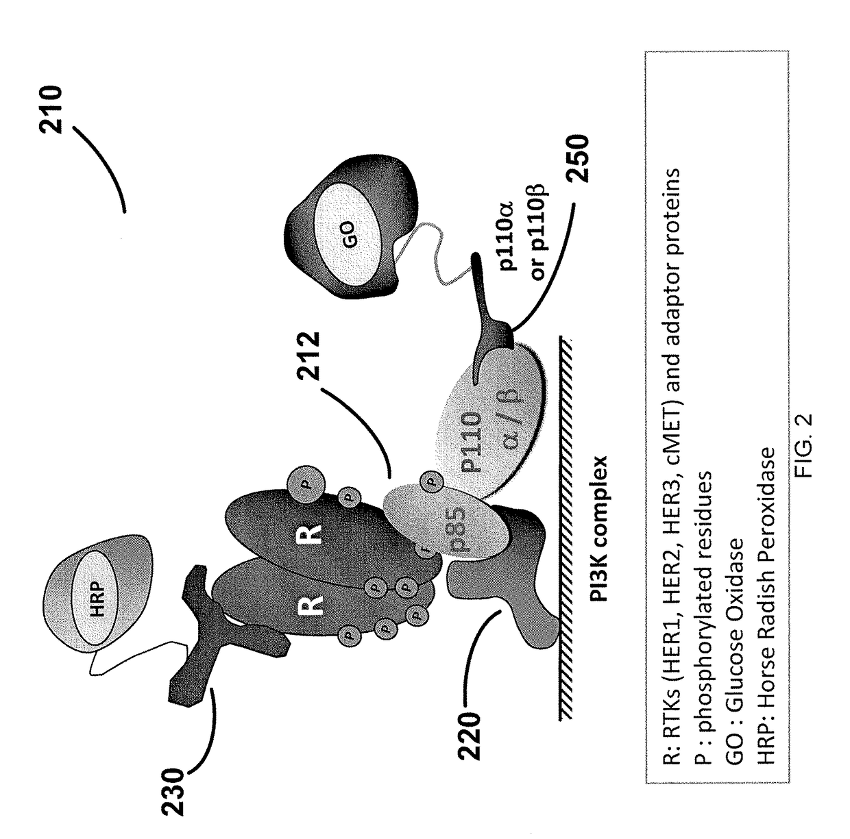 Profiling of signal pathway proteins to determine therapeutic efficacy