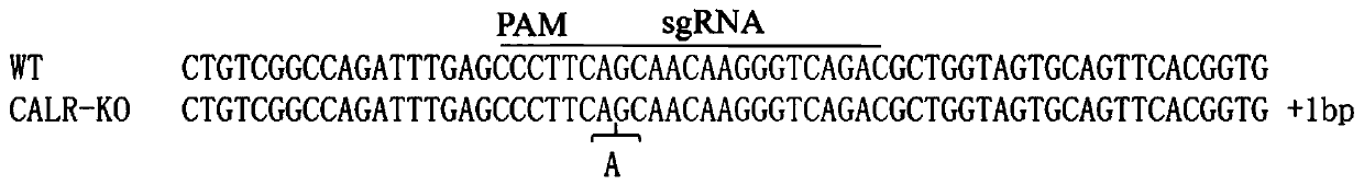 Application of calreticulin CALR to disease resistance of pigs