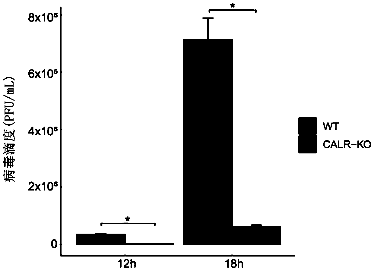 Application of calreticulin CALR to disease resistance of pigs