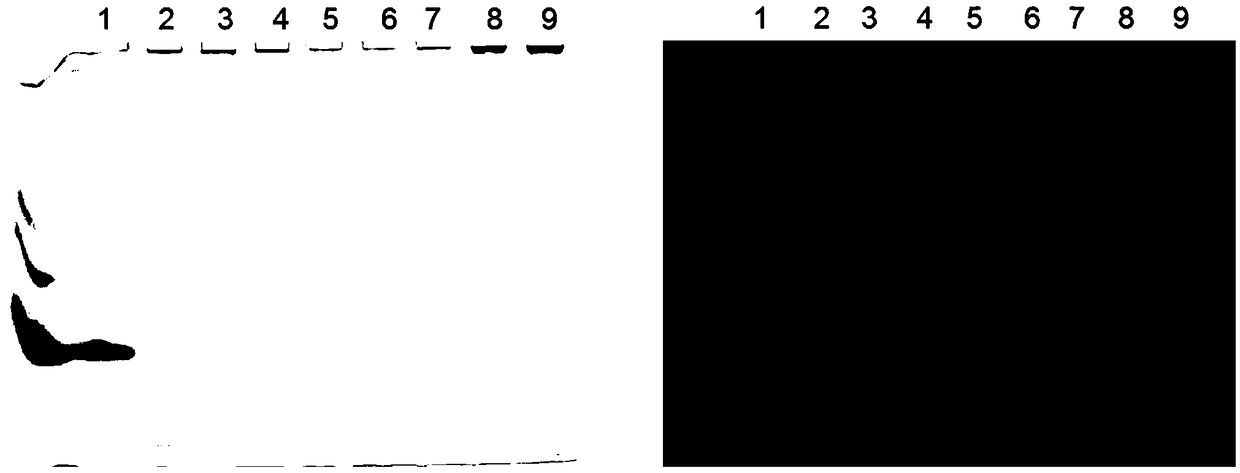 Zymogram analysis method for semi-cellulosome analogue