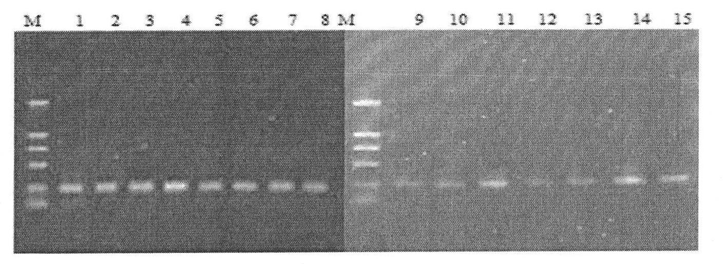 Use method of DGGE (Denaturing Gradient Gel Electrophoresis) technology in detecting phytoplankton structure