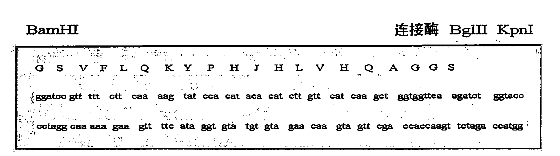 Surface expression vector for fusion protein of Myo-2 peptide multimer and myostatin, and microorganism transformed by thereof