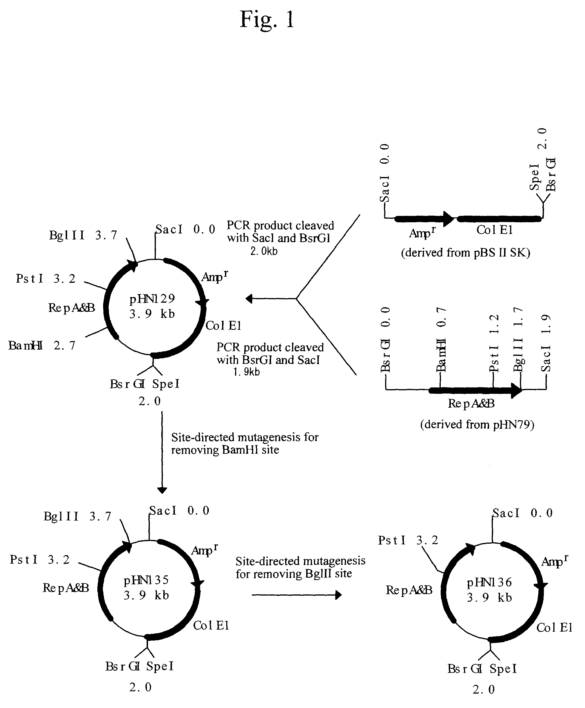 Process for producing recombinant protein in bacterium belonging to the genus Rhodococcus